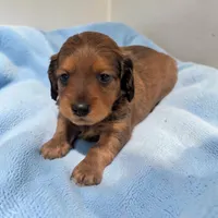 Bear, a male Miniature Dachshund for sale in Dundee, OH – 1 of 5