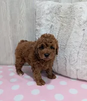Lilly, a female Cavapoo for sale in Dundee, OH – 3 of 4