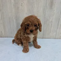 Arnold, a male Cavapoo for sale in Dundee, OH – 5 of 5