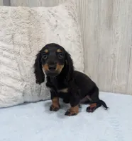 Pepper, a male Miniature Dachshund for sale in Dundee, OH – 3 of 5