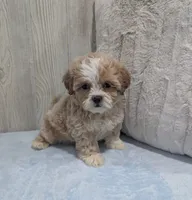 Logan, a male Shihpoo for sale in Dundee, OH – 4 of 6
