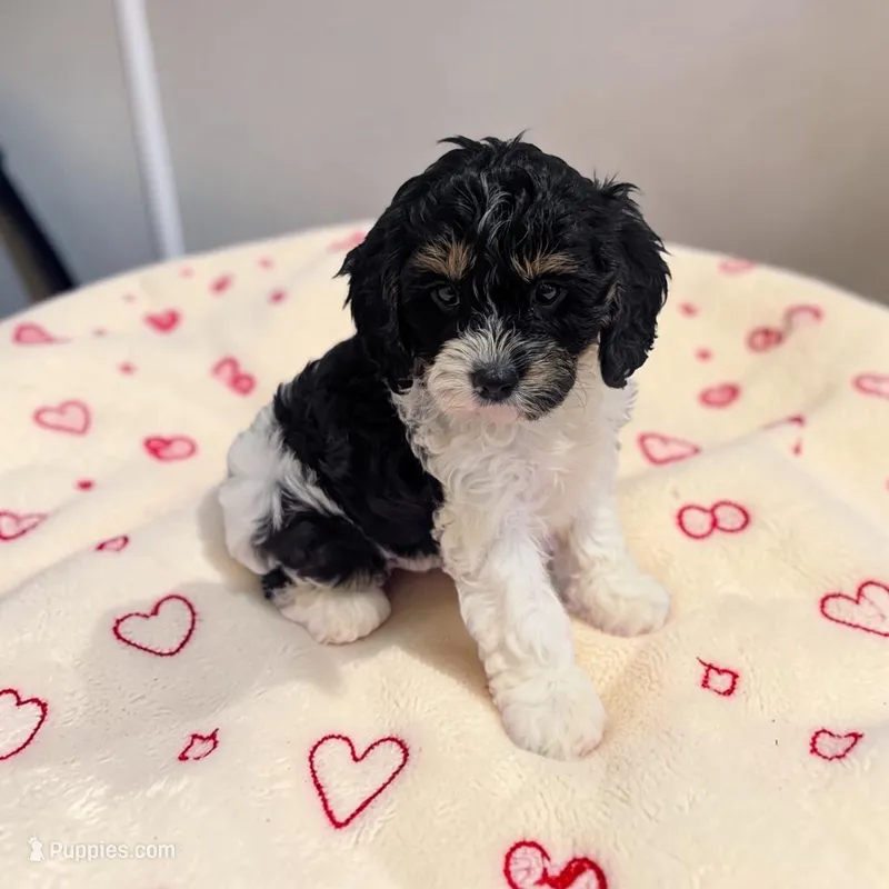 Clover – Cavapoo puppy for sale in Dundee, OH