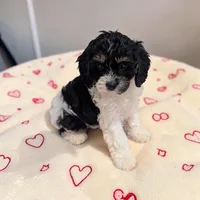 Clover, a female Cavapoo for sale in Dundee, OH – 1 of 6