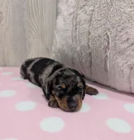 Scarlet, a female Miniature Dachshund for sale in Dundee, OH – 4 of 4