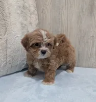 Luke, a male Shihpoo for sale in Dundee, OH – 5 of 6