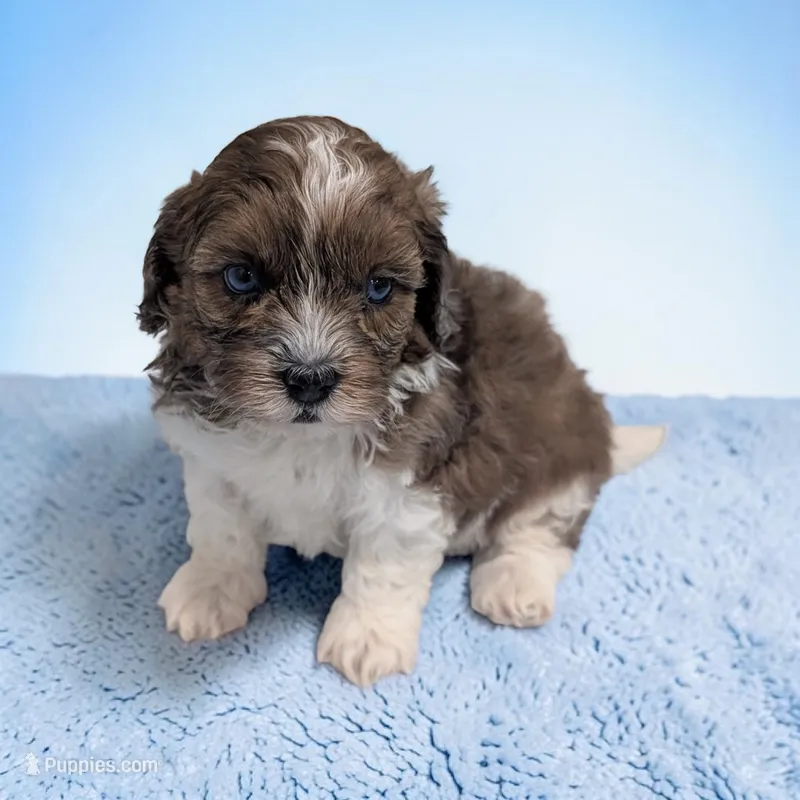 Toby – Shihpoo puppy for sale in Dundee, OH