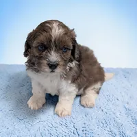 Toby, a male Shihpoo for sale in Dundee, OH – 1 of 6