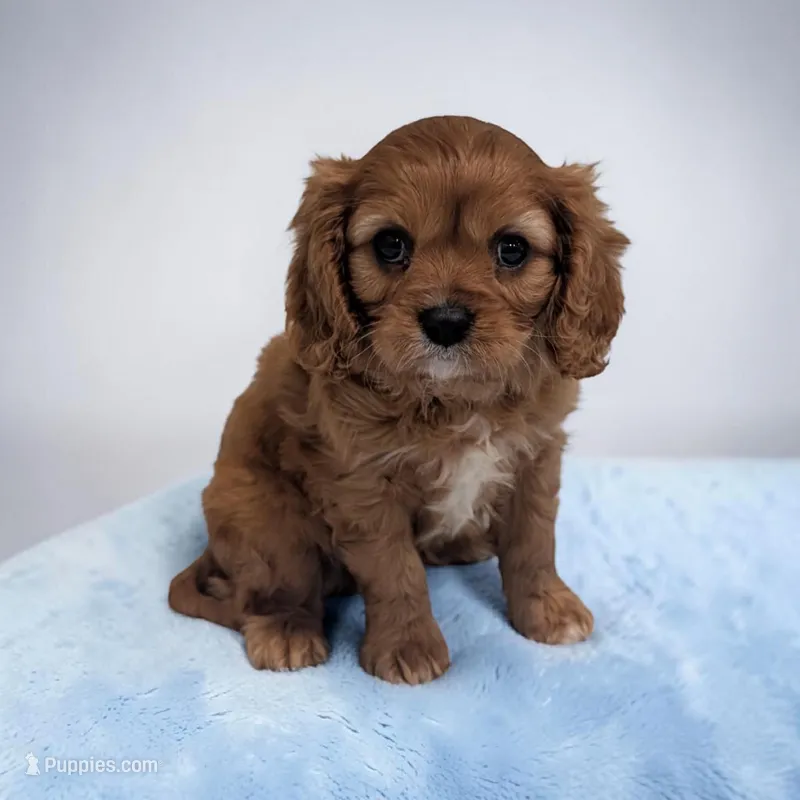 Cleo – Cavalier King Charles Spaniel puppy for sale in Dundee, OH