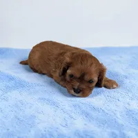 Cleo, a male Cavalier King Charles Spaniel for sale in Dundee, OH – Photo 5 of 5