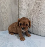 Cleo, a male Cavalier King Charles Spaniel for sale in Dundee, OH – Photo 4 of 5