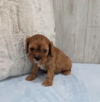 Cleo, a male Cavalier King Charles Spaniel for sale in Dundee, OH – Photo 3 of 5