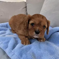 Cleo, a male Cavalier King Charles Spaniel for sale in Dundee, OH – Photo 2 of 5