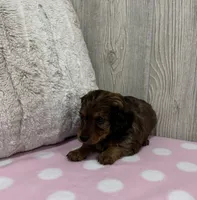 Blakely, a female Miniature Dachshund for sale in Dundee, OH – 4 of 4