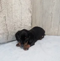 Silas, a male Miniature Dachshund for sale in Dundee, OH – 4 of 4