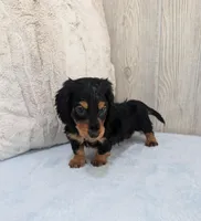 Luke, a male Miniature Dachshund for sale in Dundee, OH – Photo 6 of 6