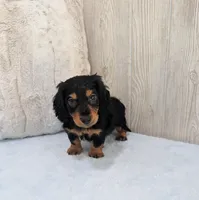 Luke, a male Miniature Dachshund for sale in Dundee, OH – Photo 5 of 6