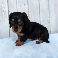 Luke, a male Miniature Dachshund for sale in Dundee, OH – Photo 3 of 6