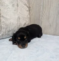 Blake, a male Miniature Dachshund for sale in Dundee, OH – 4 of 5