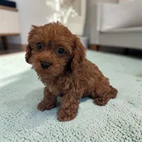 Aero, a male Cavapoo for sale in Dundee, OH – 2 of 6
