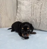 Pepper, a male Miniature Dachshund for sale in Dundee, OH – 3 of 4