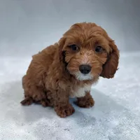 Alex, a male Cavapoo for sale in Dundee, OH – 3 of 6