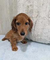 Brownie, a male Miniature Dachshund for sale in Dundee, OH – 5 of 5