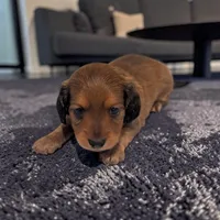 Bear, a male Miniature Dachshund for sale in Dundee, OH – 3 of 5