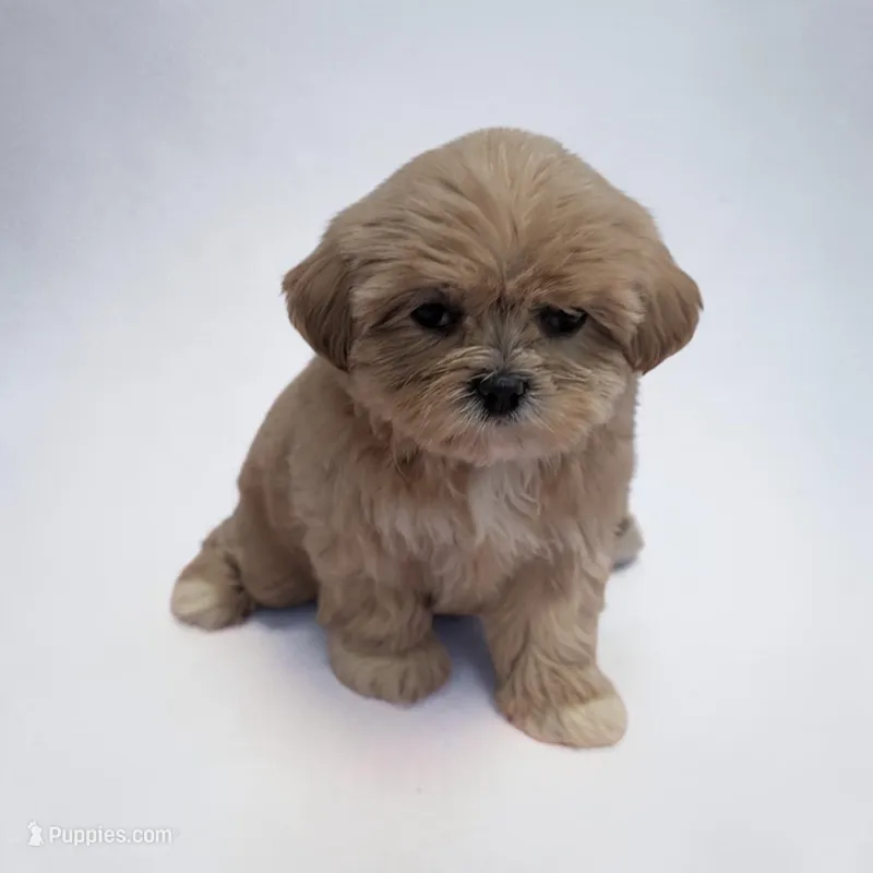 Lilly, a male Shihpoo for sale in Dundee, OH – 1 of 6