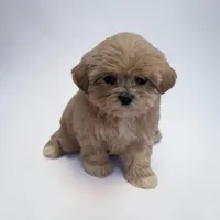 Lilly, a male Shihpoo for sale in Dundee, OH – 1 of 6