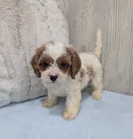 Asher, a male Cavapoo for sale in Dundee, OH – 4 of 5