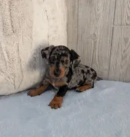 Scooby, a male Miniature Dachshund for sale in Dundee, OH – Photo 4 of 5