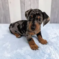 Scooby, a male Miniature Dachshund for sale in Dundee, OH – Photo 1 of 5