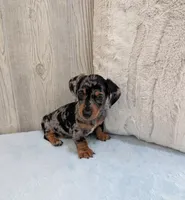 Scooby, a male Miniature Dachshund for sale in Dundee, OH – Photo 5 of 5