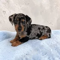 Scooby, a male Miniature Dachshund for sale in Dundee, OH – Photo 2 of 5