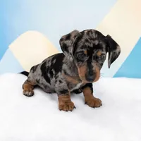 Scooby, a male Miniature Dachshund for sale in Dundee, OH – Photo 3 of 5