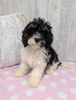 Clover, a female Cavapoo for sale in Dundee, OH – 6 of 6