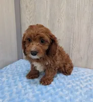 Alex, a male Cavapoo for sale in Dundee, OH – 6 of 6