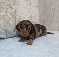 Bingo, a male Miniature Dachshund for sale in Dundee, OH – 4 of 5