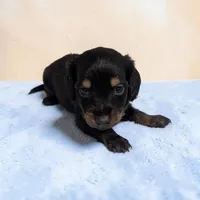 Pepper, a male Miniature Dachshund for sale in Dundee, OH – 2 of 4