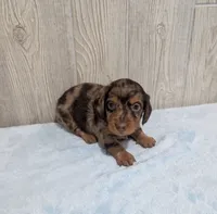 Bingo, a male Miniature Dachshund for sale in Dundee, OH – 3 of 5
