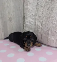 Sierra, a male Miniature Dachshund for sale in Dundee, OH – 4 of 6
