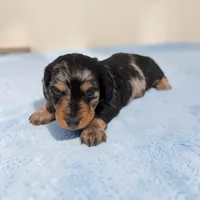 Shadow , a male Miniature Dachshund for sale in Dundee, OH – 2 of 4
