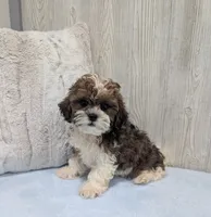 Theo, a male Shihpoo for sale in Dundee, OH – 5 of 5
