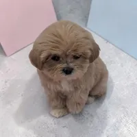Lilly, a male Shihpoo for sale in Dundee, OH – 2 of 6