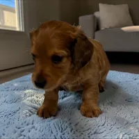 Brownie, a male Miniature Dachshund for sale in Dundee, OH – 2 of 4