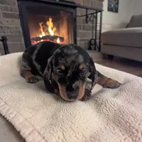 Scarlet, a female Miniature Dachshund for sale in Dundee, OH – 4 of 4