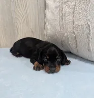 Silas, a male Miniature Dachshund for sale in Dundee, OH – 3 of 4