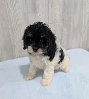 Cleo, a female Cavapoo for sale in Dundee, OH – 6 of 6