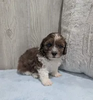 Toby, a male Shihpoo for sale in Dundee, OH – 6 of 6