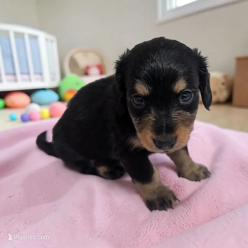 Midnight – Miniature Dachshund puppy for sale in Dundee, OH